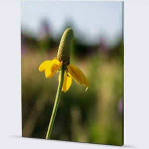 The beautiful yellow flower petals of the Dropseed Coneflower stand out against the colorful background of the Sandhills of Nebraska.