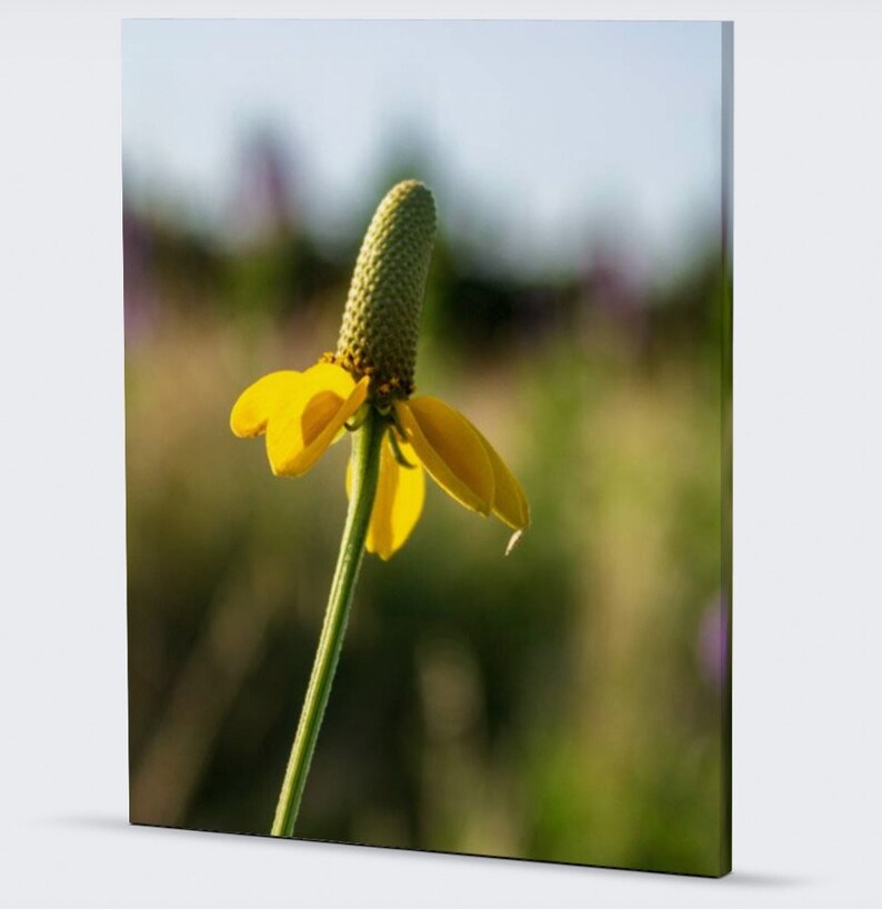 The beautiful yellow flower petals of the Dropseed Coneflower stand out against the colorful background of the Sandhills of Nebraska.