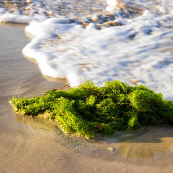 Photo Print, Home Decor, Wall Art, Seaweed, Beach, Ocean, Waves, Travel, Nature, Canvas Print, Landscape Photography, 8x10, 11x14, 16x20