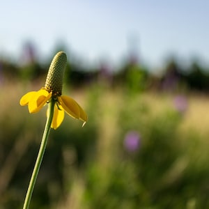 The beautiful yellow flower petals of the Dropseed Coneflower stand out against the colorful background of the Sandhills of Nebraska.