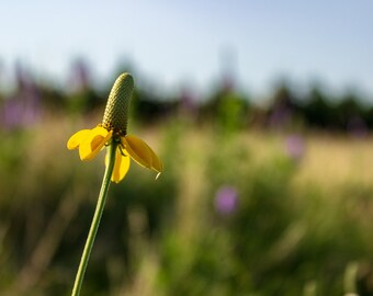 Photo Print, Home Decor, Wall Art, Dropseed Coneflower, Nebraska, Sandhills, Rural, Canvas Print, Landscape Photography, 8x10, 11x14, 16x20