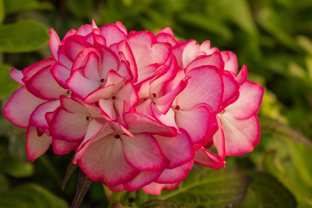 Pink Hydrangea Print – Floral Wall Art From Brighton England, Botanical ...