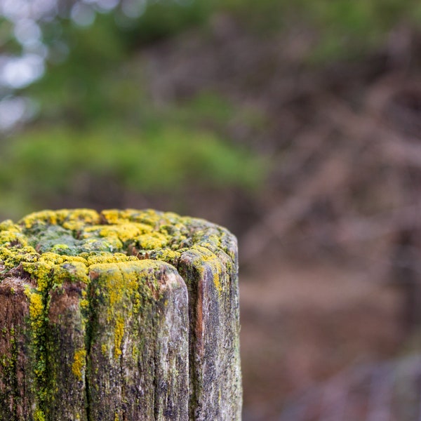 Photo Print, Home Decor, Wall Art, Ancient Fence Post, Nebraska, Sandhills, Rural, Canvas Print, Landscape Photography, 8x10, 11x14, 16x20