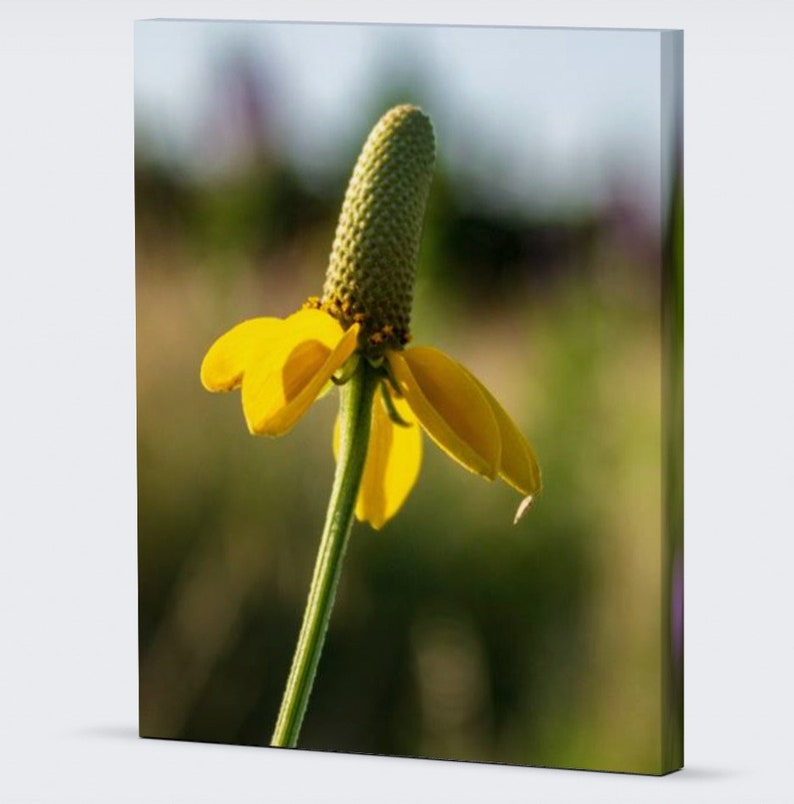 The beautiful yellow flower petals of the Dropseed Coneflower stand out against the colorful background of the Sandhills of Nebraska.