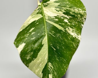 Monstera albo - variegated monstera - us seller - fast shipping