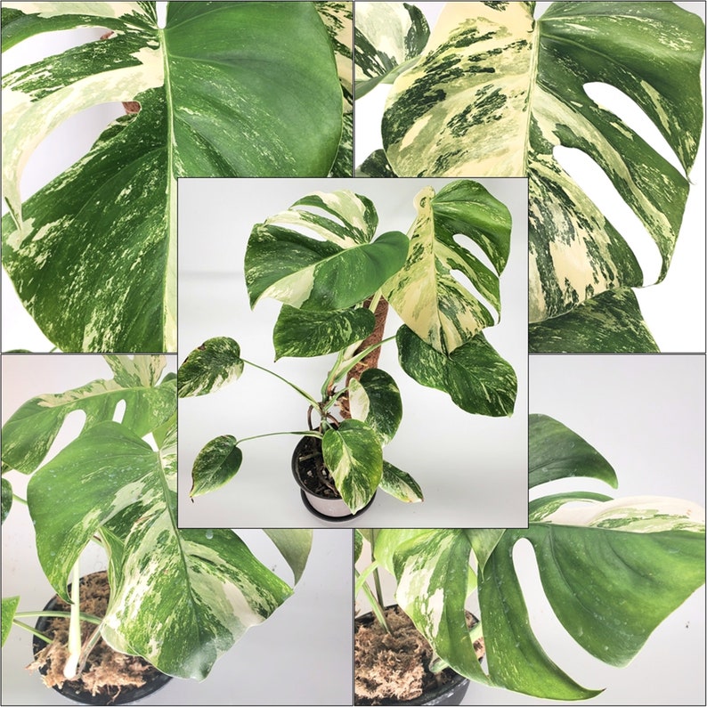 Monstera Albo Variegated Borsigiana Rooted - Top, Mid, Node - Growers' Choice - Free Shipping 