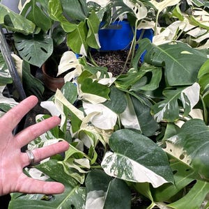 Bundle Deal! Monstera Albo Variegated. Bundle Deal 4 - One Leaf Rooted Cuttings. US Seller. Grower’s Choice. Free Shipping
