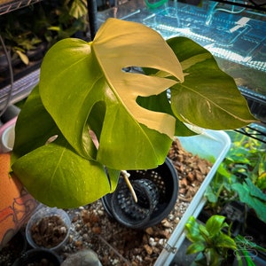 Monstera Albo Variegated. US Seller/TX. Roots/No Roots. Choose Your Plant. Fast Shipping. Picture of plant before shipped:)