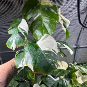 Monstera Albo Variegated. B Grade Discount Top Cuttings. Mid Cutting. Growers Choice. US Seller