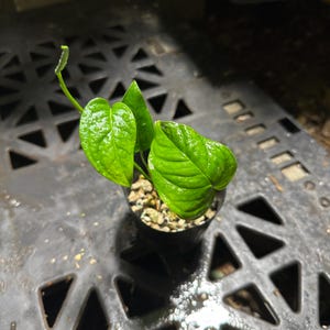 Variegated Monstera Obliqua - Etsy