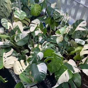 Bundle Deal 3. Monstera Albo Variegated. One Leaf Rooted Cuttings. US Seller. Grower’s Choice. Free Shipping
