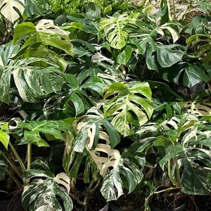 Monstera Albo Variegated. Top Cuts. Mid Cuts. Free Shipping Available. US Seller. Growers Choice