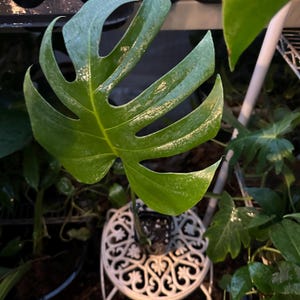 Monstera Brazilian Form - Etsy