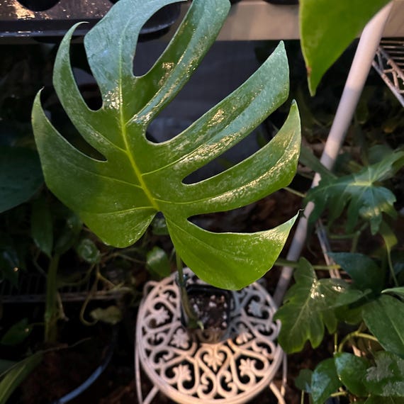 Monstera sierrana Brazilian Common Form. US Seller. Fast Shipping. RARE. Exact Plants
