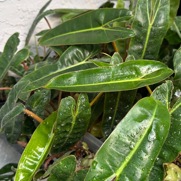 Philodendron Billietiae - Etsy