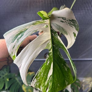 Wholesale Monstera Albo Variegated. One Leaf Rooted Cuttings. US Seller. Growers Choice. Free Shipping Available