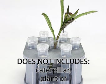 Butterfly Host Plant Holder with 6 Water Tubes Keeps Cuttings Fresh for Caterpillars & Butterfly Feeding Station