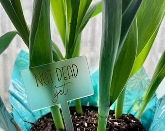 Peut inclure: Un marque-plante blanc avec le texte "NOT DEAD yet" en lettres dorées. Le marque-plante est planté dans le terreau d'une plante en pot aux feuilles vertes.