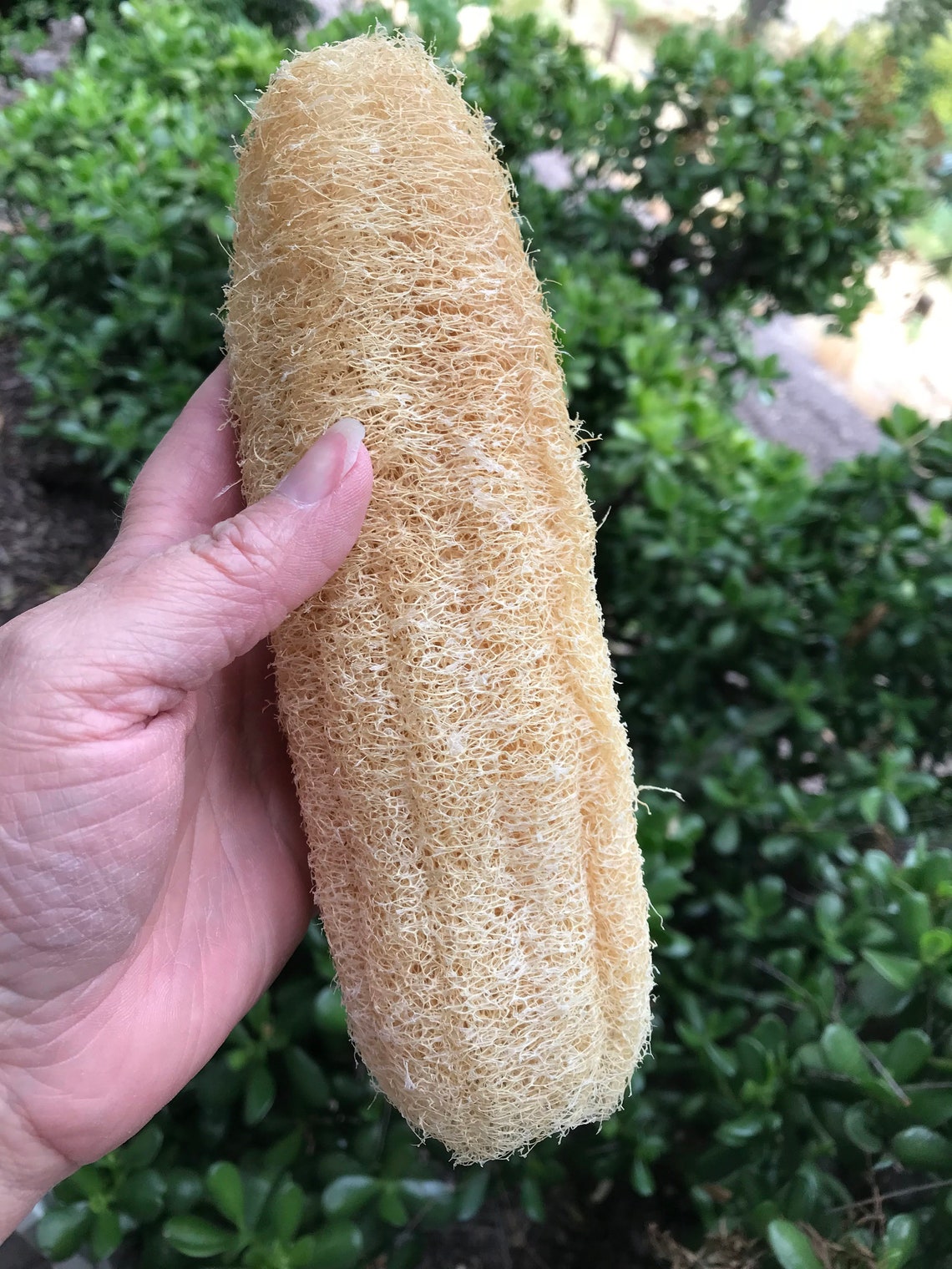 Luffa Gourd Seeds Grown for Natural Sponges and Delicious Etsy