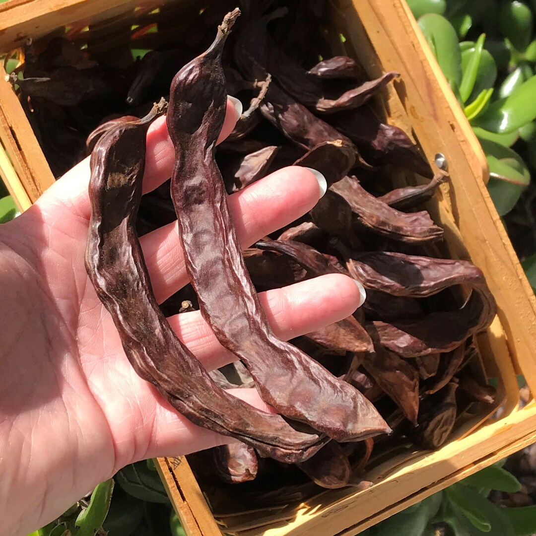 Hardy & Easytogrow Carob Seeds for Planting Unprocessed Food