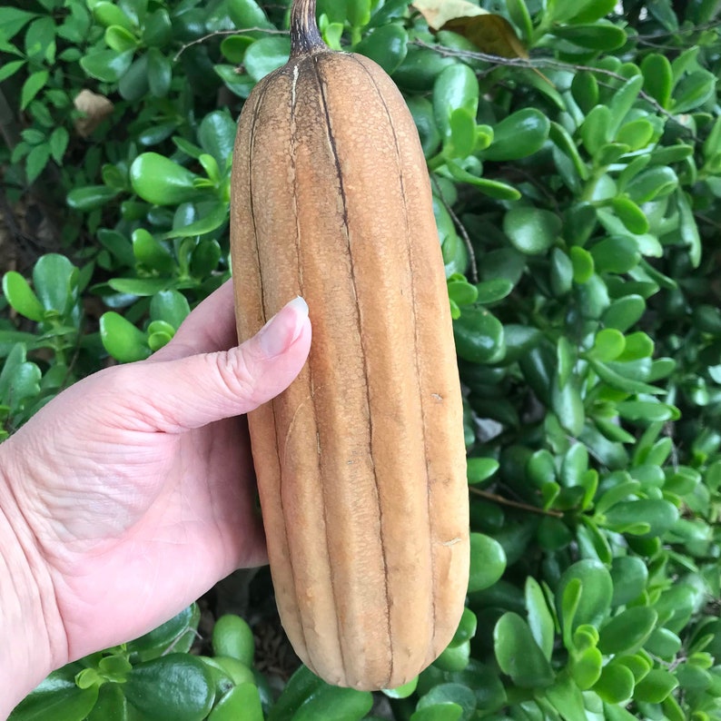 Luffa Gourd Seeds Grown for Natural Sponges and Delicious Etsy