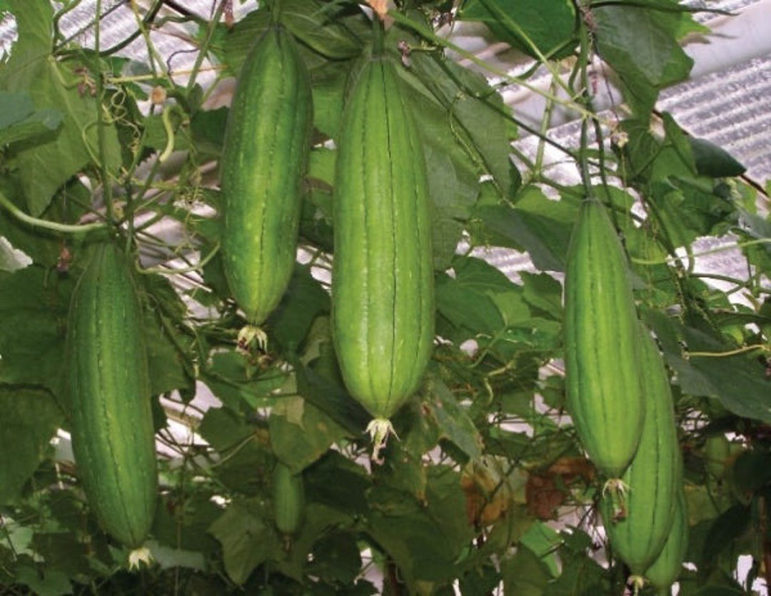 Luffa Gourd Seeds Grown for Natural Sponges and Delicious Etsy