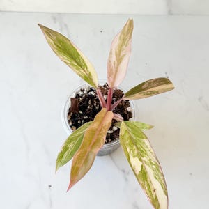 Philodendron Caramel Marble | Rare Variegated Houseplant | US SELLER