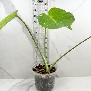 Monstera Thai Constellation I Rare Indoor House Plant US SELLER image 3