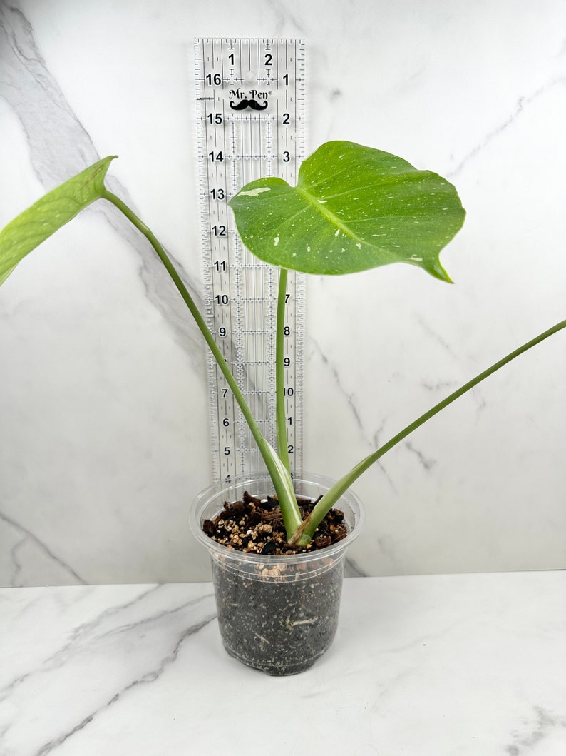 Monstera Thai Constellation I Rare Indoor House Plant US SELLER image 3