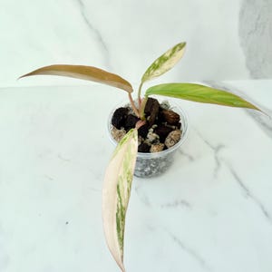 Philodendron Caramel Marble | Rare Variegated Houseplant | US SELLER