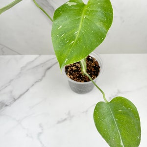 Monstera Thai Constellation I Rare Indoor House Plant US SELLER image 2