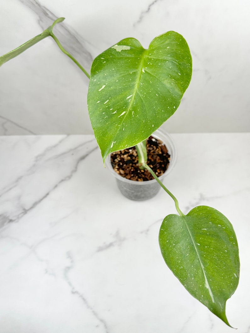 Monstera Thai Constellation I Rare Indoor House Plant US SELLER image 2