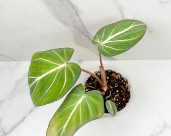 Philodendron Gloriosum (D) | Rare Houseplant