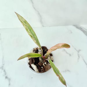 Philodendron Caramel Marble | Rare Variegated Houseplant | US SELLER