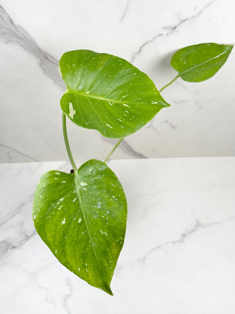 Monstera Thai Constellation I Rare Indoor House Plant US SELLER image 1