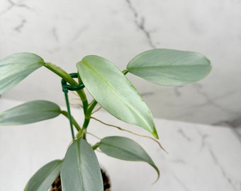 Philodendron Silver Sword (A)| Rare Houseplant | US seller