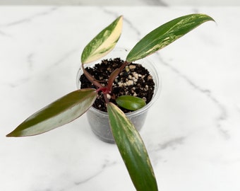 Philodendron Strawberry Shake | Rare Variegated Houseplant | US SELLER