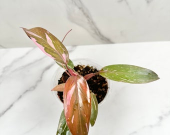 Philodendron Pink Princess 'Marble' (E) | Rare Indoor House Plant | US SELLER