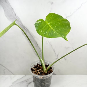 Monstera Thai Constellation I Rare Indoor House Plant US SELLER image 4