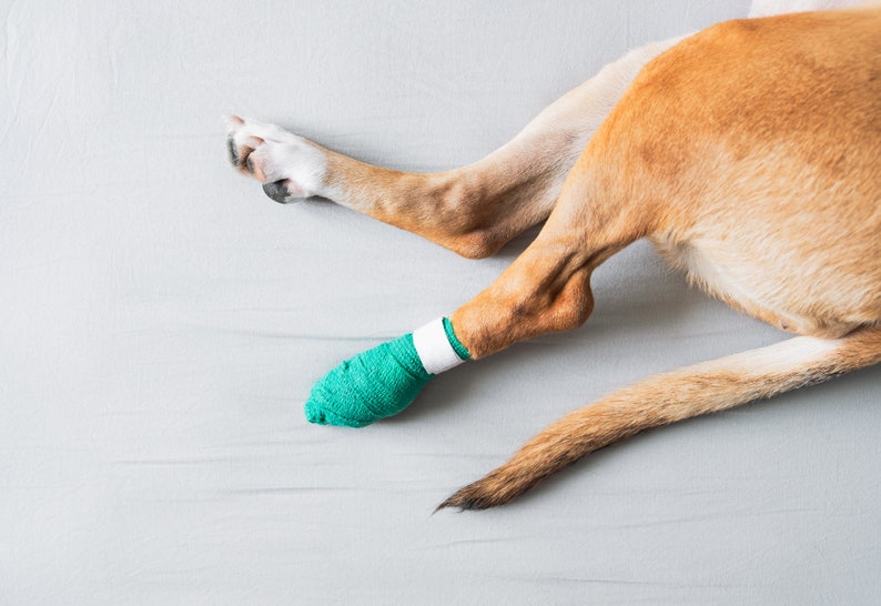 Scratch No More, Dog Antiitch Spray, Natural, Handmade Etsy