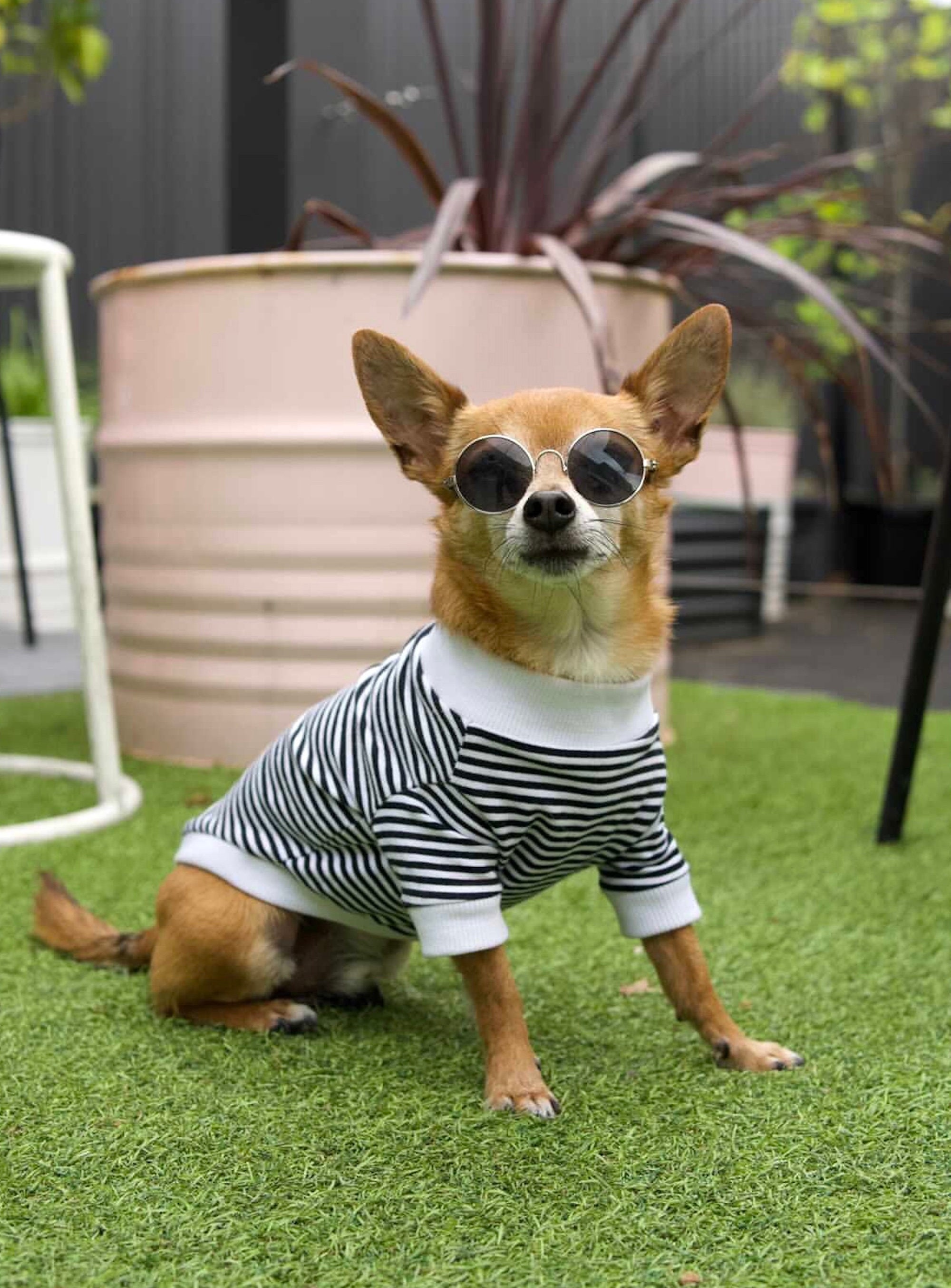extra extra small dog clothes