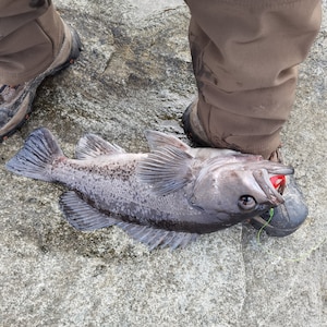 May include: A freshly caught dark gray fish with a red lure in its mouth lies on a gray stone surface. The fish is next to a person's brown hiking boots. The fish has visible fins and scales.