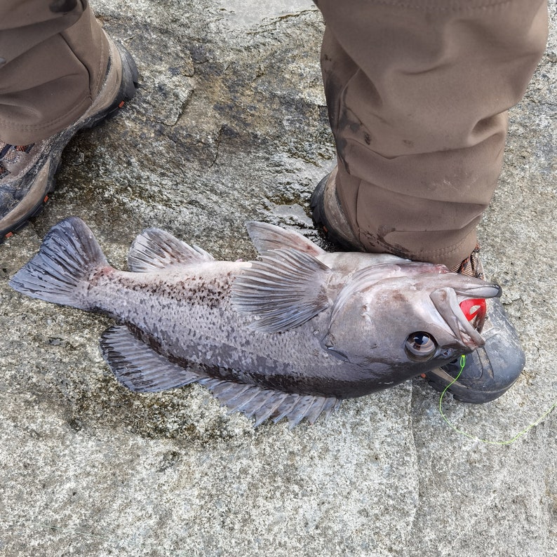 May include: A freshly caught dark gray fish with a red lure in its mouth lies on a gray stone surface. The fish is next to a person's brown hiking boots. The fish has visible fins and scales.