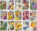 A Pack of 50-110 pcs dried Pressed flowers,Resin Dried Flowers, Flower Decoration, Handmade Resin Dried Flowers, Wedding Decoration product logo