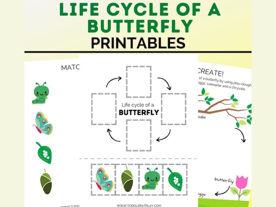 Life Cycle of a Butterfly Printables  Preschool  School