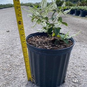 Sweet almond 10 inches pot