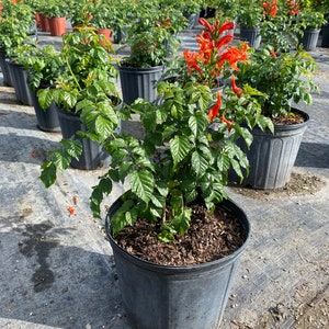 Cape honeysuckle