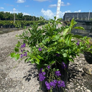 Blue sapphire showers or duranta erecta sapphire showers