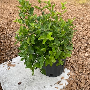 Barbados cherry bush