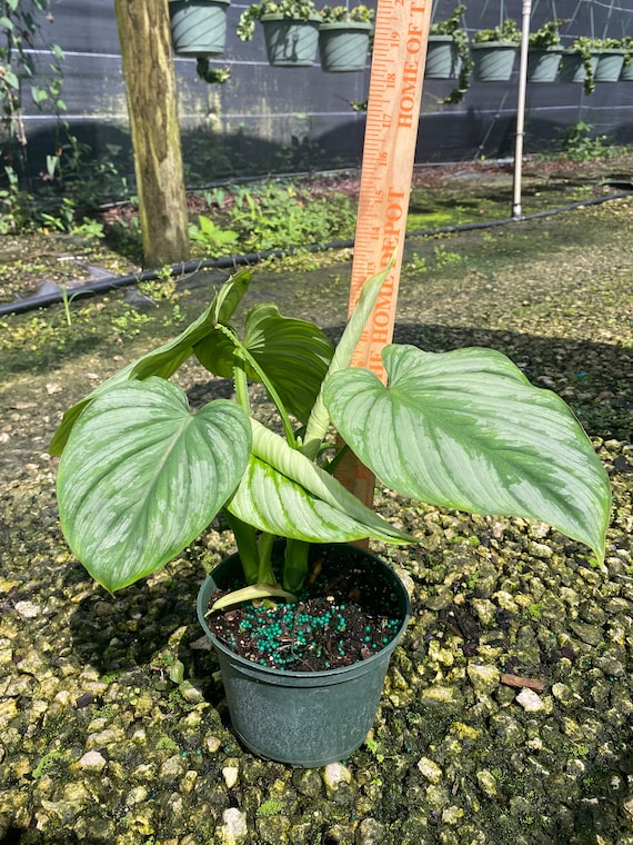 Philodendron Mamei 'silver' 6 Pot - Etsy Israel